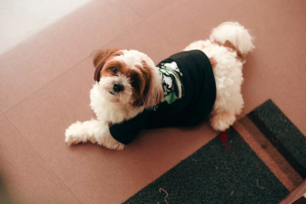 Alfombra Olfativa para Perros – Estimulación Mental