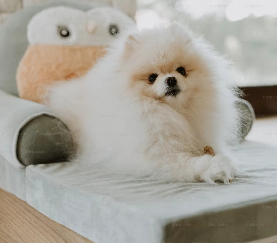 Cama Ortopédica XL para Perro Senior – Bedsure