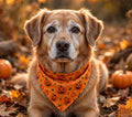 Bandana de Halloween para Perro Senior (Paquete de 2) – Realeaf