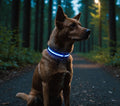 Rechargeable LED Dog Collar – Nighttime Safety