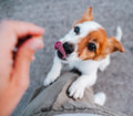 Zesty Paws Senior – Calming Bites for Senior Dogs