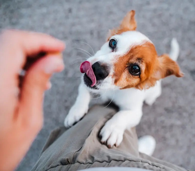 Zesty Paws Senior – Calming Bites for Senior Dogs